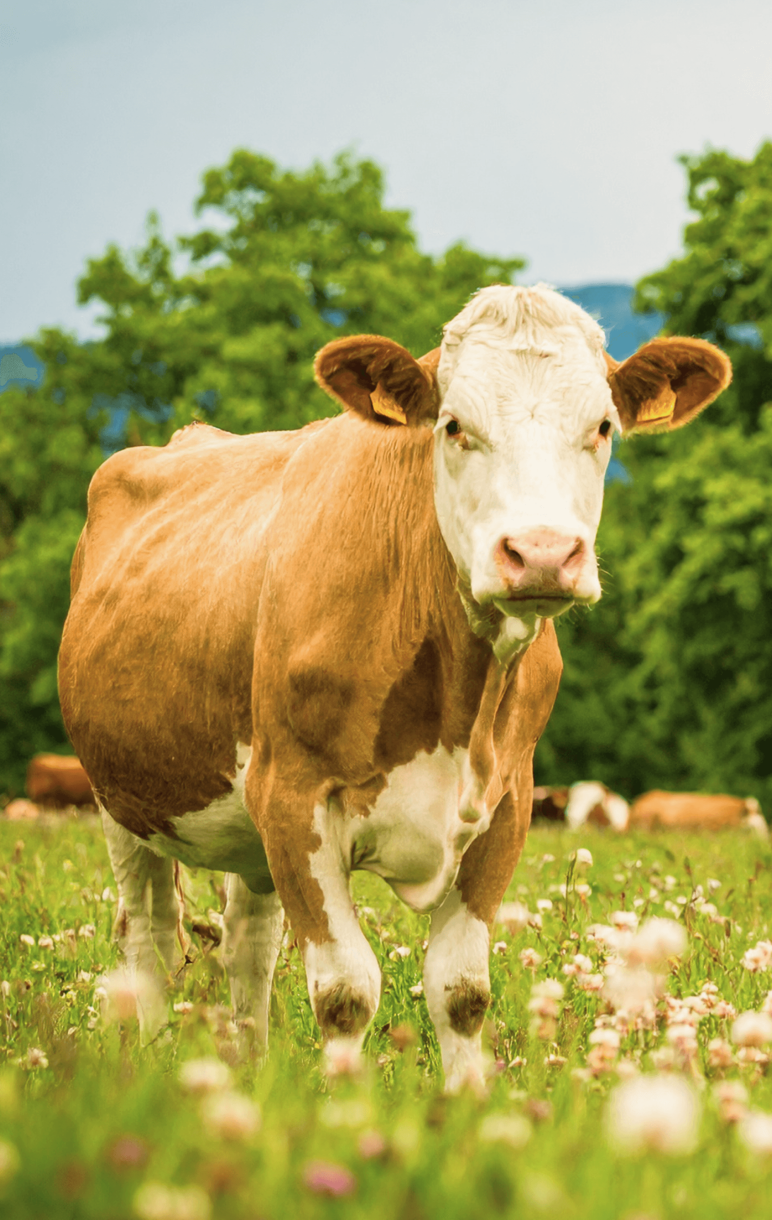 Пасущиеся коровы на зеленом пастбище фермерского хозяйства